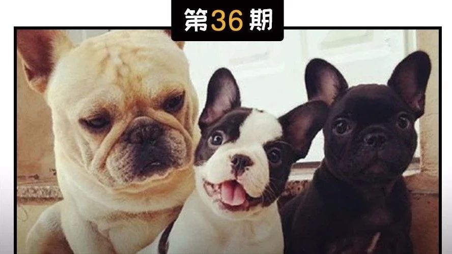 怎么判断狗狗怀孕,狗狗怀孕了如何判断狗狗要下崽了