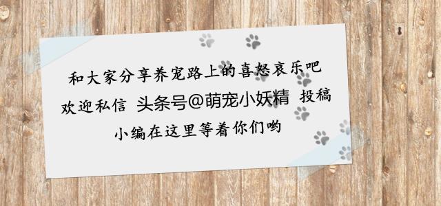 适合有洁癖的人养的狗,想养狗但是有洁癖怎么办