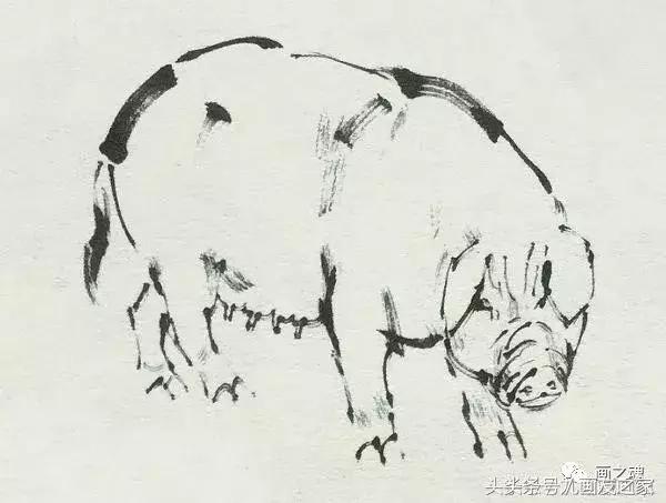 十二生肖猪水墨画简单的画法,学画猪的100种画法