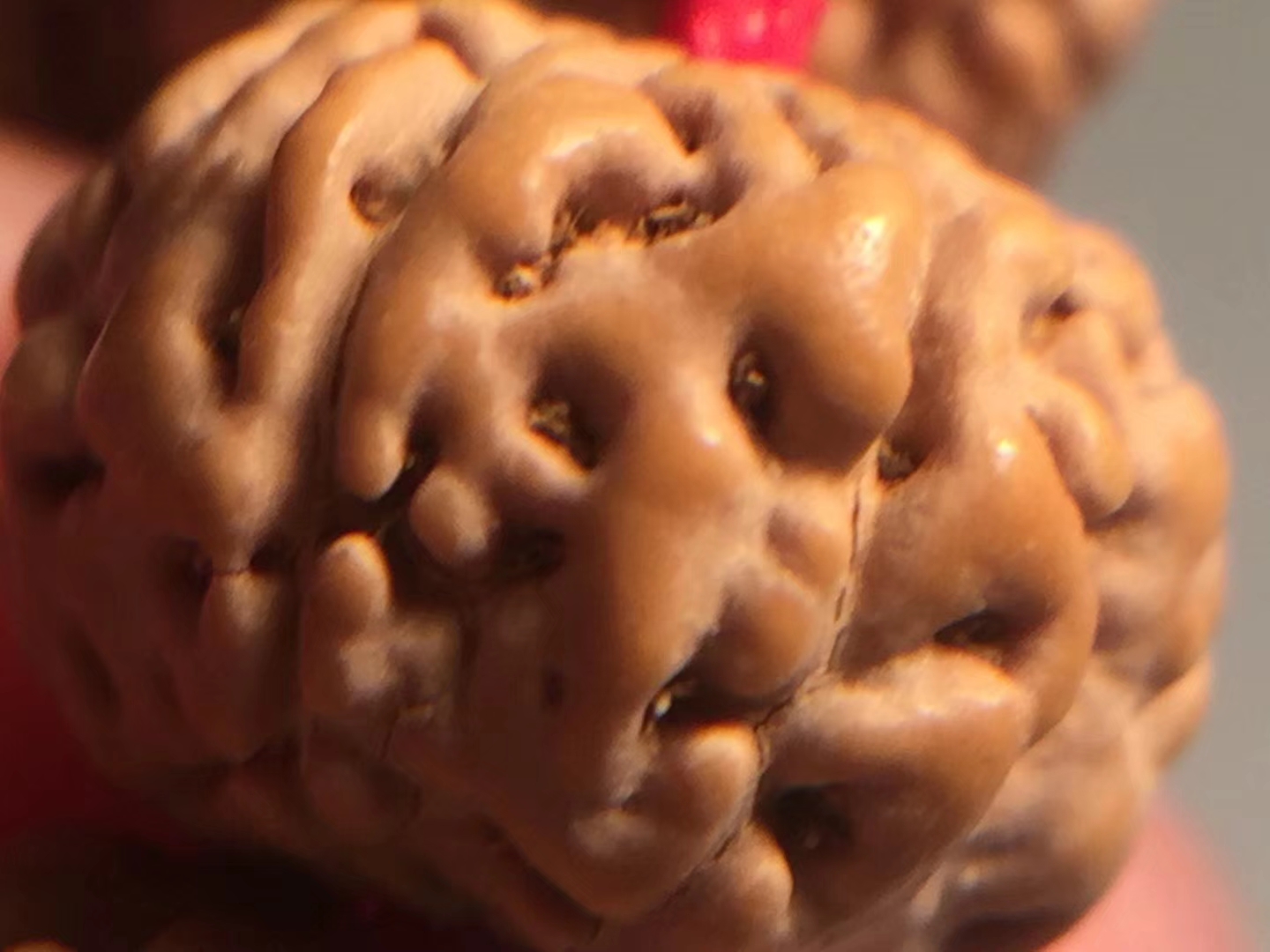 金刚菩提老树王108颗极品,6瓣蜂王金刚菩提