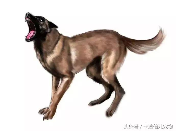 最好护卫犬马犬,各国最受欢迎的犬种