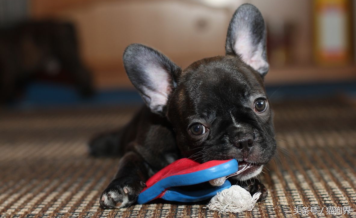 如何教猫咪使用磨牙玩具,如何训练狗狗玩磨牙棒玩具