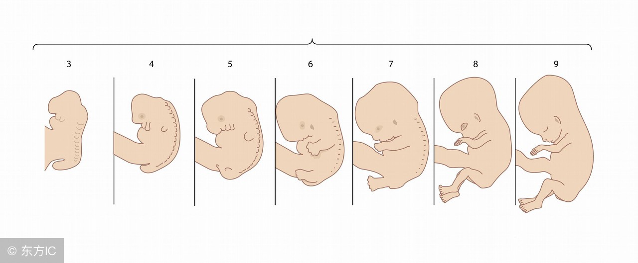 胎儿0-40周发育情况及孕妈身体指标汇总！你娃是这样长大的！