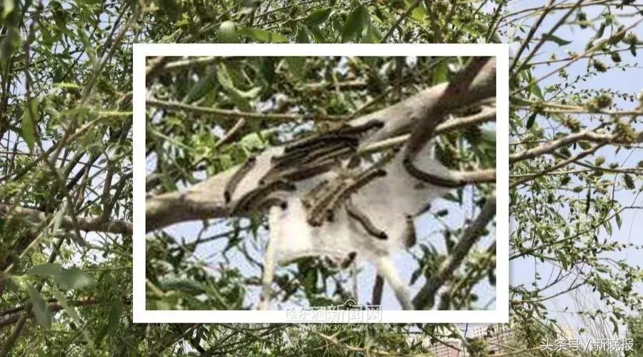 发现虫子该打哪个电话,发现虫子及时打药