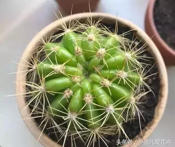 几种花不能乱浇水,什么花浇水多也不会烂根