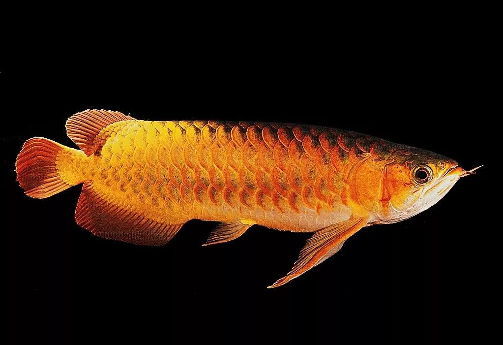 龙鱼入坑的节奏,龙鱼繁殖的瓶颈