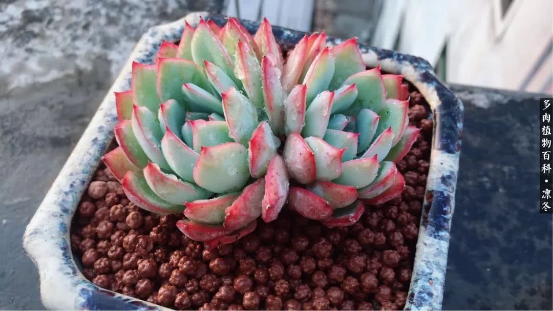 一入装修深似海从此钱包是路人,一入花坑深似海从此钱包成路人