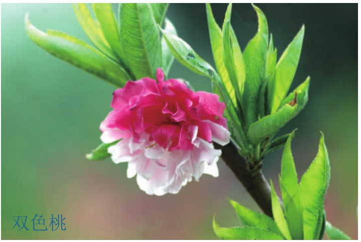 观赏桃花树盆栽种植方法,观赏桃花怎样扦插繁殖