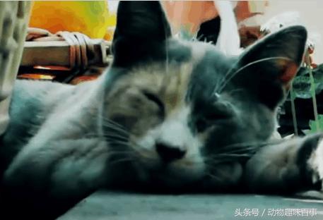 你见过猫咪喝水吗,猫咪是怎么出汗的