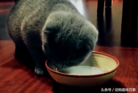 你见过猫咪喝水吗,猫咪是怎么出汗的