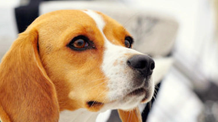 狗狗一出门就不见人了怎么办,狗狗在家老是咳嗽一出门就不咳