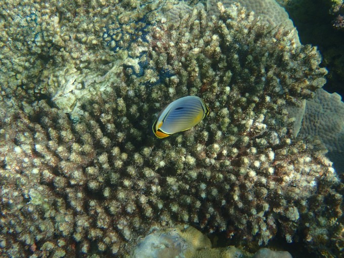 马代有毒，去过就停不下来~马尔代夫奥臻岛ozen