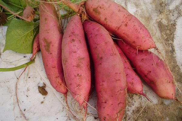 孕妇产后气虚怎么用食物调理,气虚自汗的人哪些食物不能吃