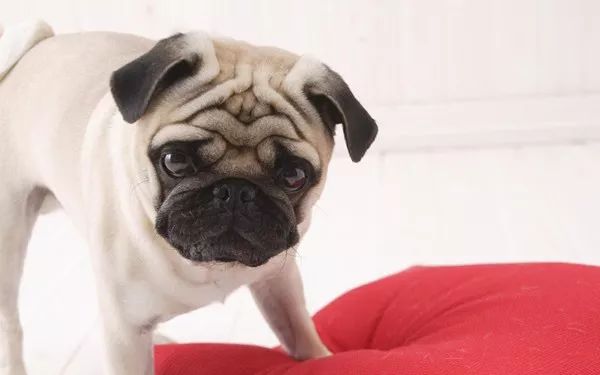 巴哥犬适合吃什么牌子的狗粮,巴哥犬不喜欢吃什么狗粮