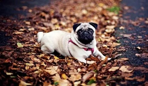 巴哥犬适合吃什么牌子的狗粮,巴哥犬不喜欢吃什么狗粮