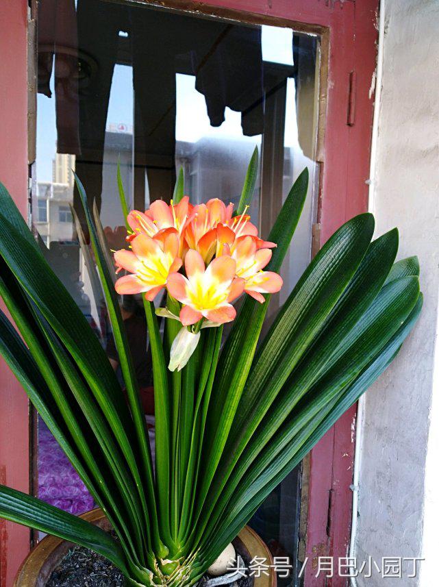 君子兰为何会生小黑飞,君子兰小黑飞偏方