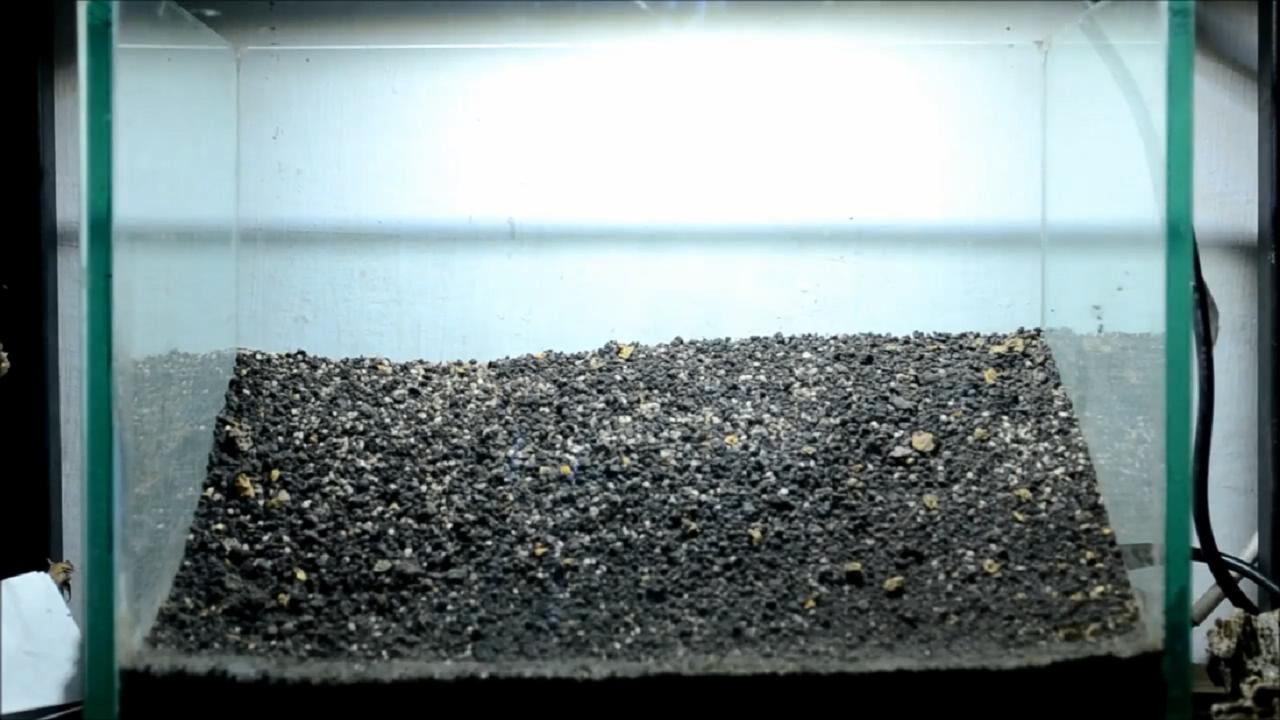 红草景观草缸造景,草缸造景怎么做成树的样子