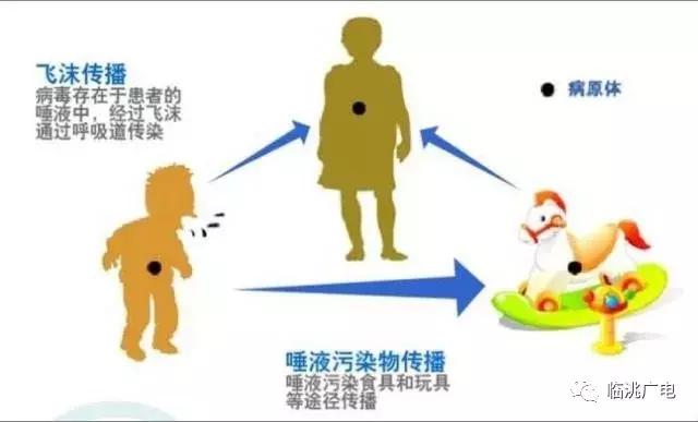 传染病的防控知识及预防措施,风疹病毒的防治