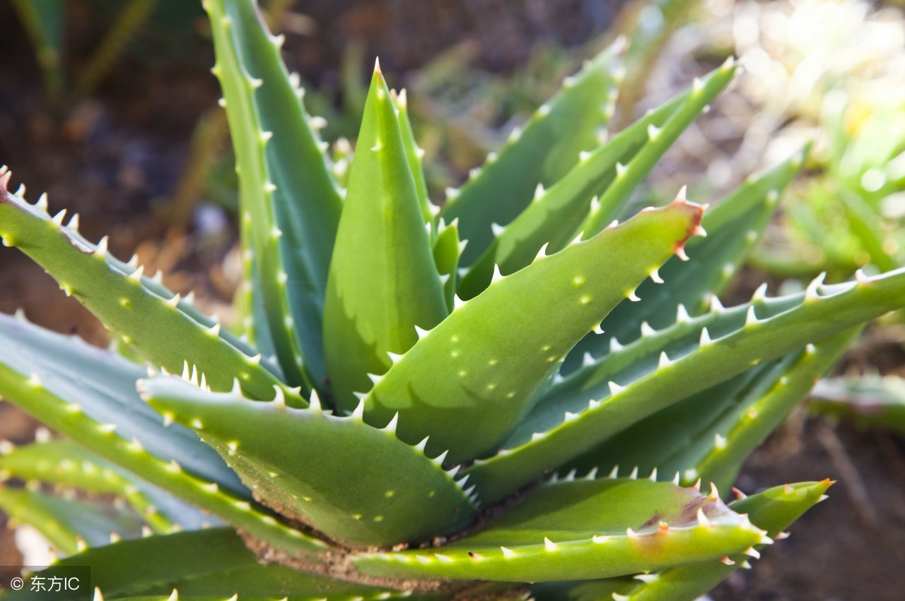 中医秘方实用吗,中医秘方如何推广