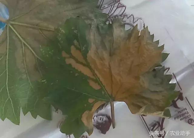 葡萄叶片斑点干枯是什么病,葡萄叶面枯黄怎么办