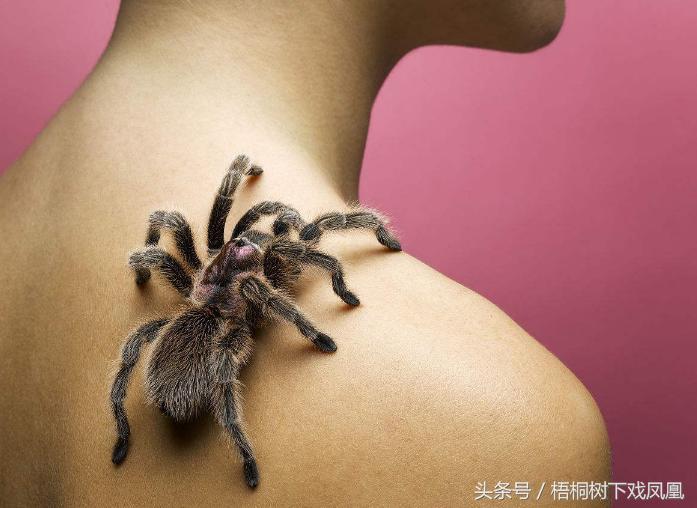 见到蜘蛛要打死了怎么办,见到蜘蛛有什么寓意