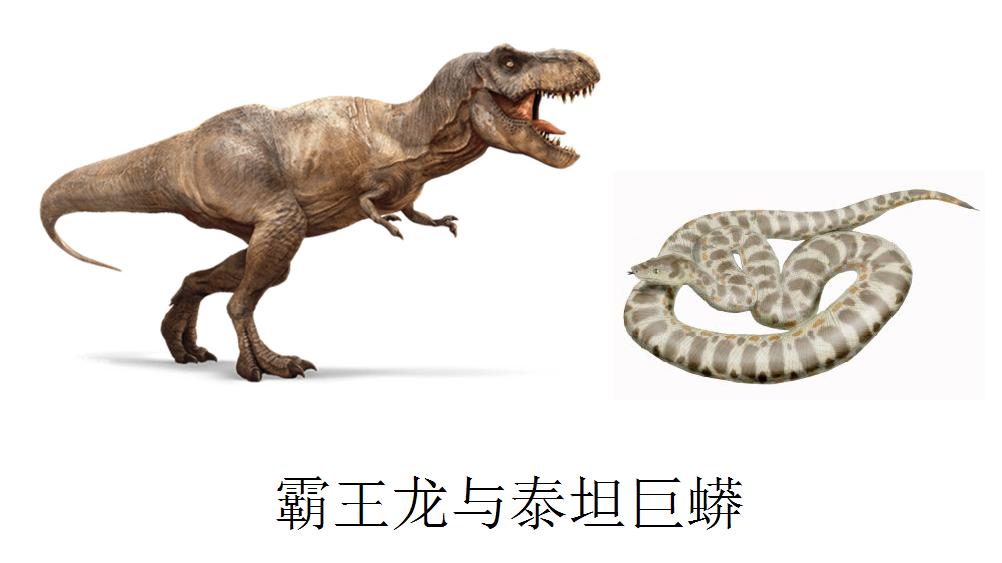 巨蟒厉害还是蛇颈龙厉害,最大的蟒蛇挑战最大的霸王龙