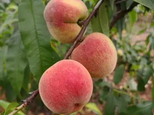 清甜爽脆的台湾甜桃已开采摘啦！30元任摘任吃！速度约起来！