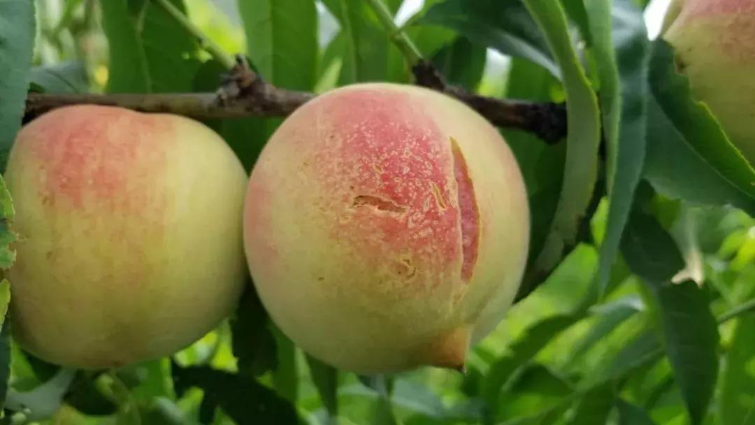 清甜爽脆的台湾甜桃已开采摘啦！30元任摘任吃！速度约起来！