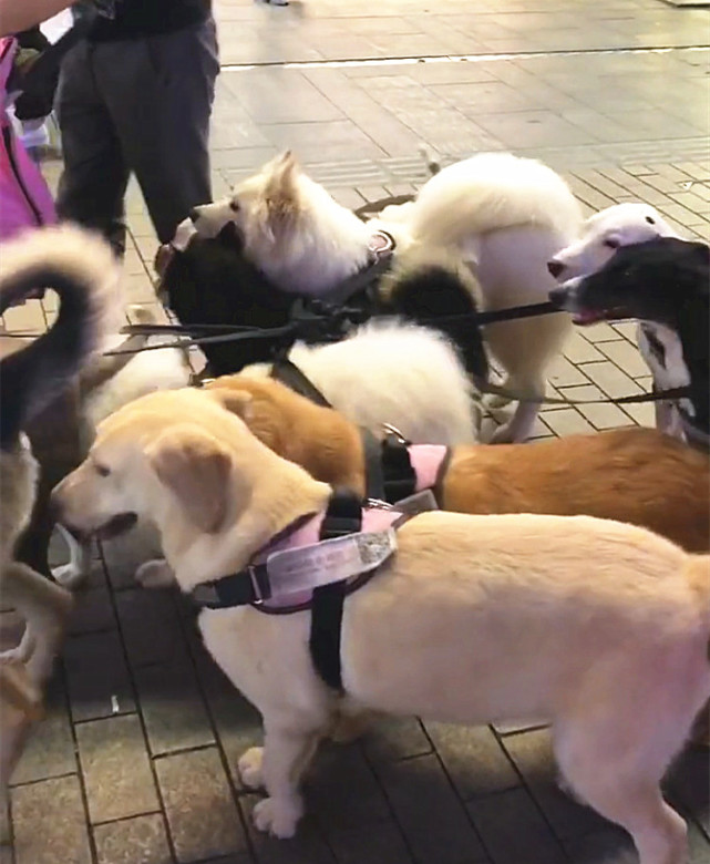 帅哥带13只狗狗出门逛街，应该说带的是一叠毛爷爷才对