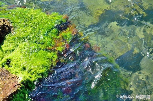 鱼缸丝藻用什么除藻液好用,鱼缸除藻最好方法