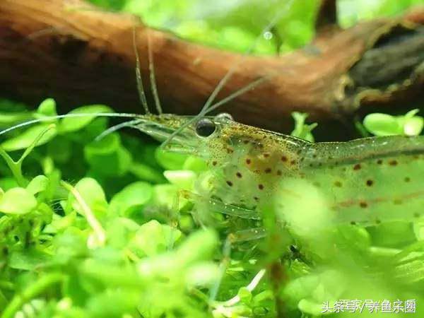 鱼缸丝藻用什么除藻液好用,鱼缸除藻最好方法