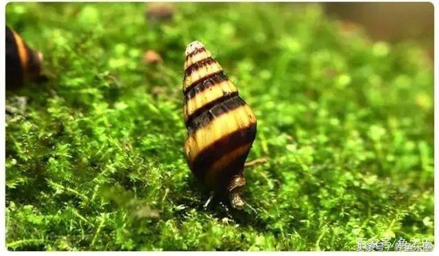 鱼缸丝藻用什么除藻液好用,鱼缸除藻最好方法