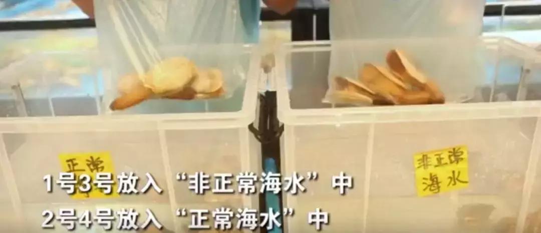 海鲜中注水,注水增重海鲜