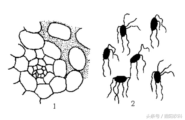 白菜烂心怎么防治,怎样预防白菜烂根病