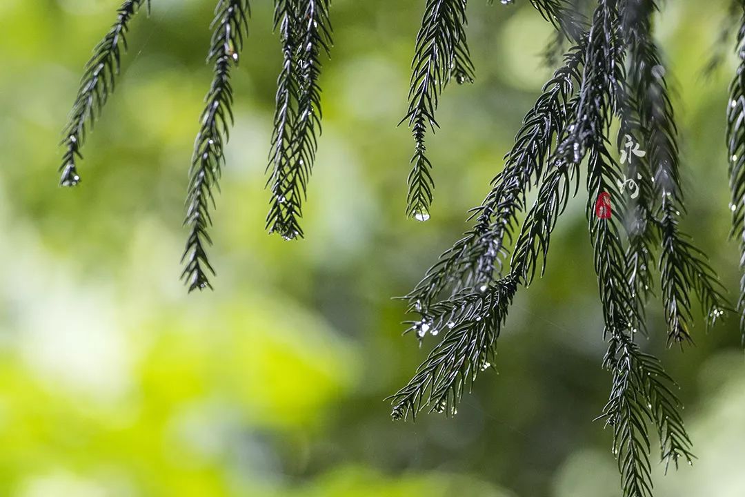 台湾阳明山之前的名字你去过吗,打卡千年永州胜地阳明山