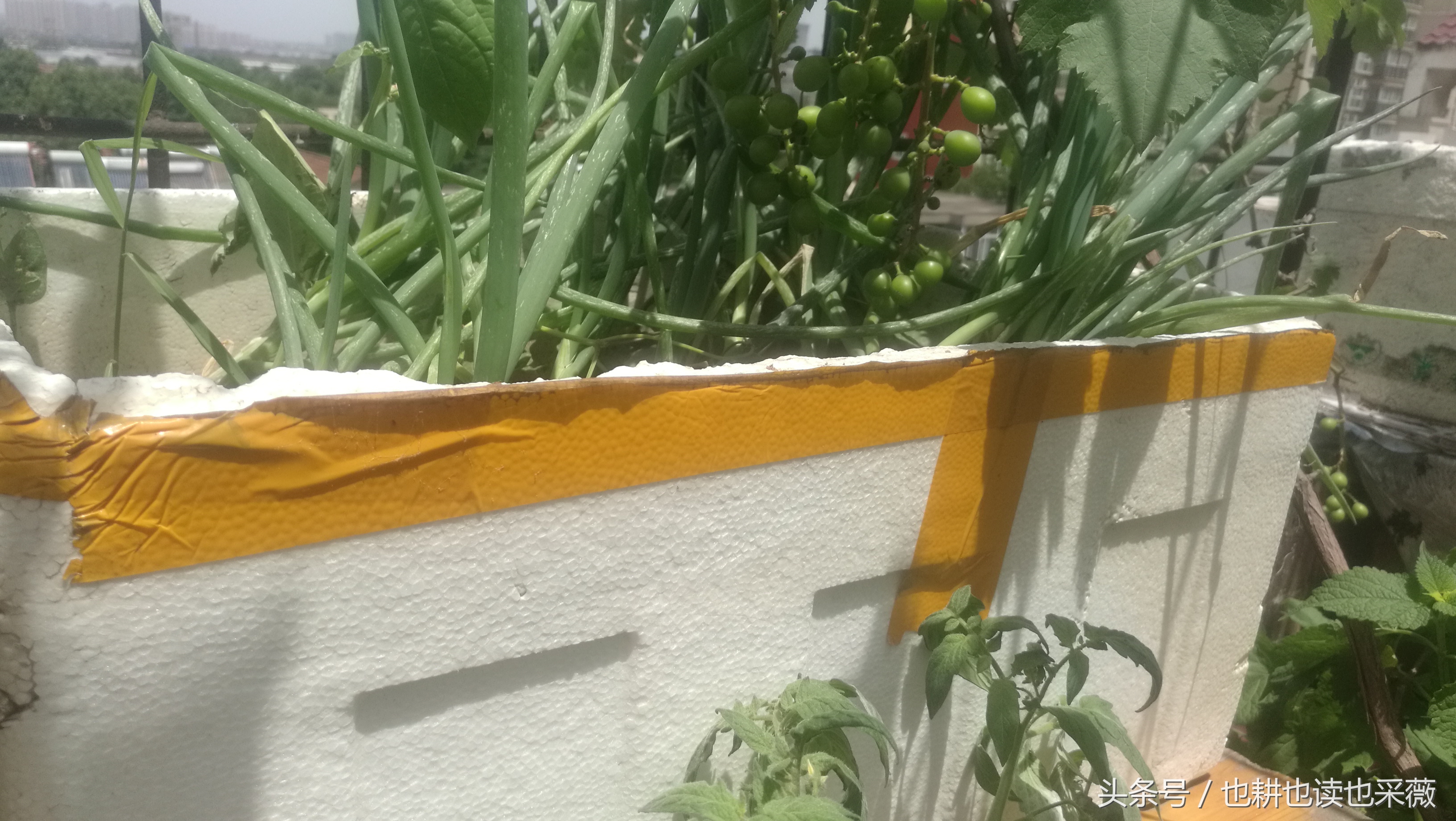 洛阳民生：远离毒大葱，你离自种无公害小香葱可能只差五块钱！