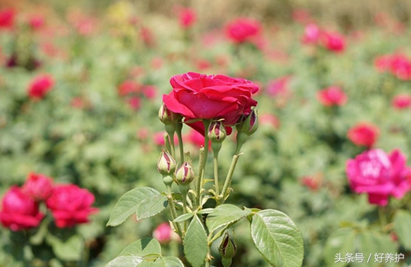 庭院种上这9大香花，花香四溢！