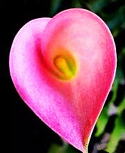 马蹄莲黄色和橙色哪个好看,马蹄莲的花语及养护方法