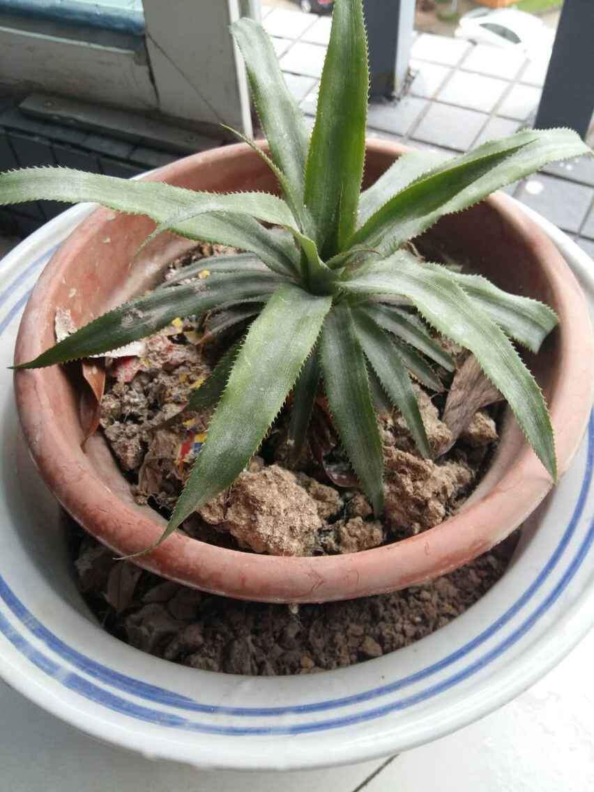 植物缺水要立刻浇水吗,发财树缺水了可以浸盆吗