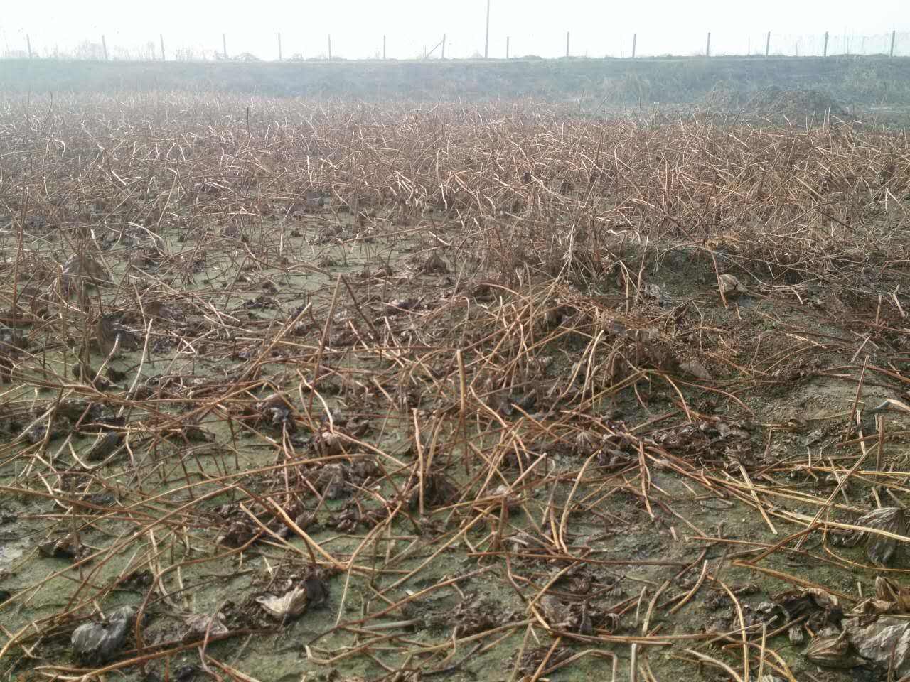 植物缺水要立刻浇水吗,发财树缺水了可以浸盆吗