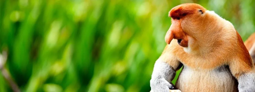 让人沉醉的沙巴,沙巴好地方