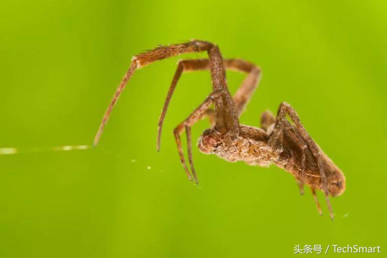 最奇特的蜘蛛网,100个蜘蛛网