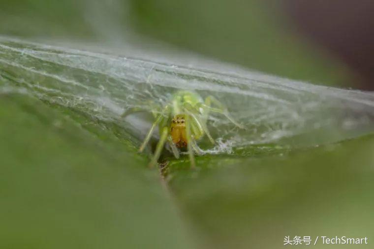 最奇特的蜘蛛网,100个蜘蛛网