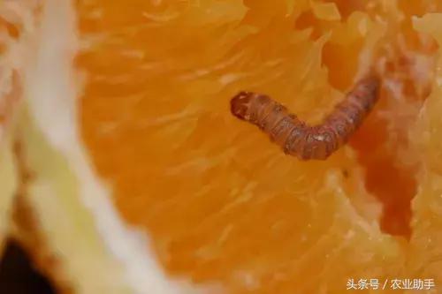 柑橘虫害卵图谱,柑橘各种虫害图谱大全