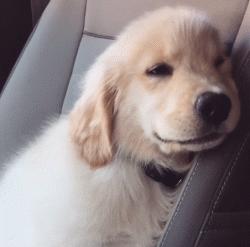 金毛幼犬是不是都很调皮,金毛狗狗太有灵气了