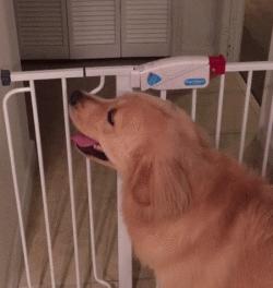 金毛幼犬是不是都很调皮,金毛狗狗太有灵气了