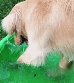 金毛幼犬是不是都很调皮,金毛狗狗太有灵气了