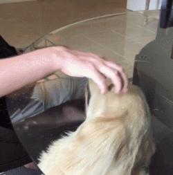 金毛幼犬是不是都很调皮,金毛狗狗太有灵气了