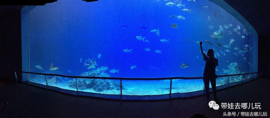 垦丁海洋生物馆夜宿,垦丁夜宿海洋馆攻略