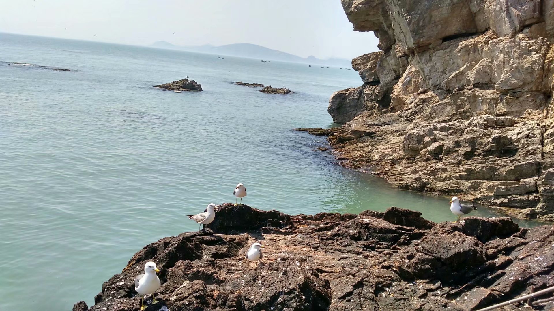 胶东海驴岛,长岛海驴岛